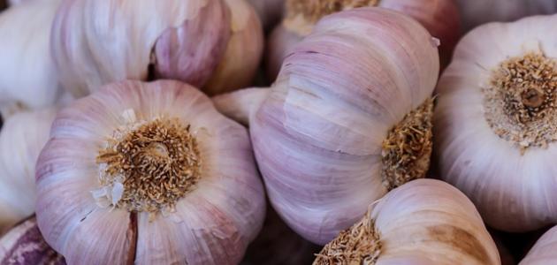 أنواع الثوم صورة مقال أنواع الثوم