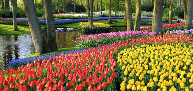 بحث عن الورد صورة مقال بحث عن الورد