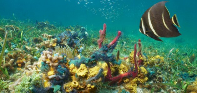 أنواع الحيوانات البحرية صورة مقال أنواع الحيوانات البحرية