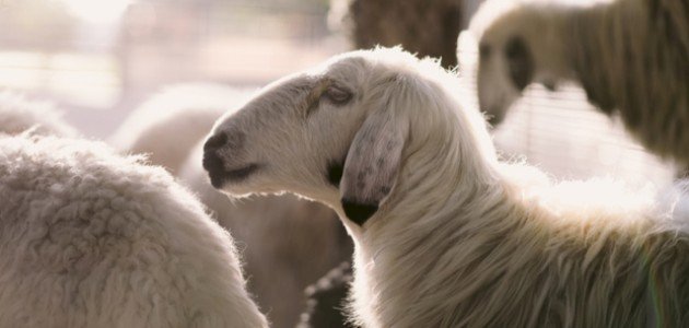 كلمات بمناسبة عيد الأضحى صورة مقال كلمات بمناسبة عيد الأضحى