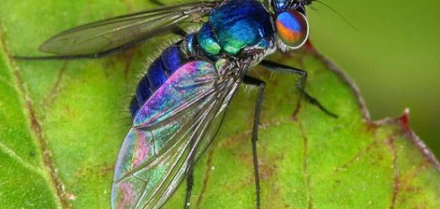 أنواع الحشرات الطائرة صورة مقال أنواع الحشرات الطائرة
