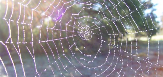 التعريف بسورة العنكبوت صورة مقال التعريف بسورة العنكبوت