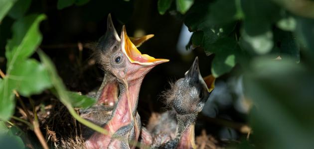 آثار رحمة الله بعباده صورة مقال آثار رحمة الله بعباده