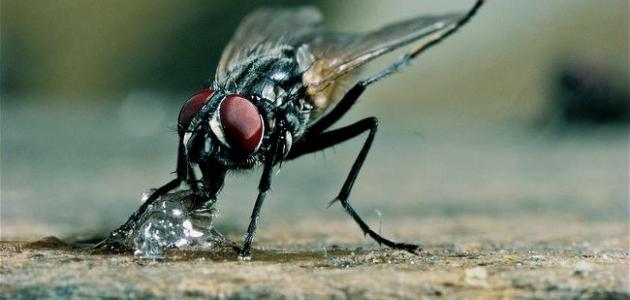 معلومات عن الذباب وجوانب الإعجاز في خلقه صورة مقال معلومات عن الذباب وجوانب الإعجاز في خلقه
