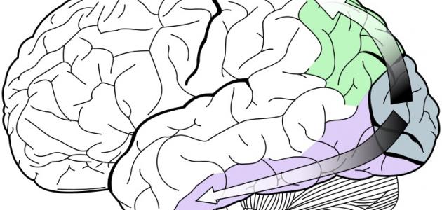 تعريف الإحساس صورة مقال تعريف الإحساس