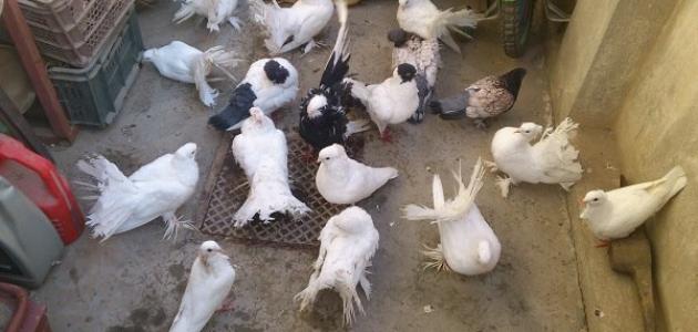 أنواع الطيور الزاجلة صورة مقال أنواع الطيور الزاجلة