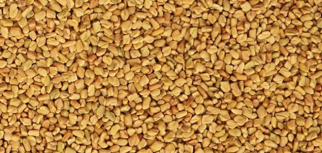 فوائد شرب الحلبة للتبييض صورة مقال فوائد شرب الحلبة للتبييض