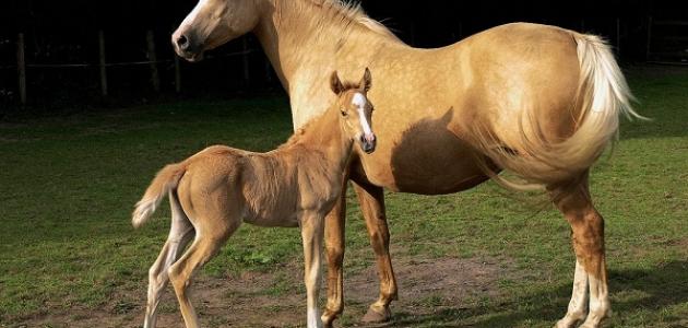 اسم صغير الحصان صورة مقال اسم صغير الحصان