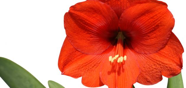 أكبر زهرة في العالم صورة مقال أكبر زهرة في العالم