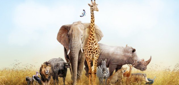 معلومات عن الحيوانات صورة مقال معلومات عن الحيوانات
