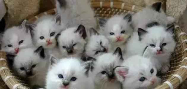 معلومات عن القطط صورة مقال معلومات عن القطط