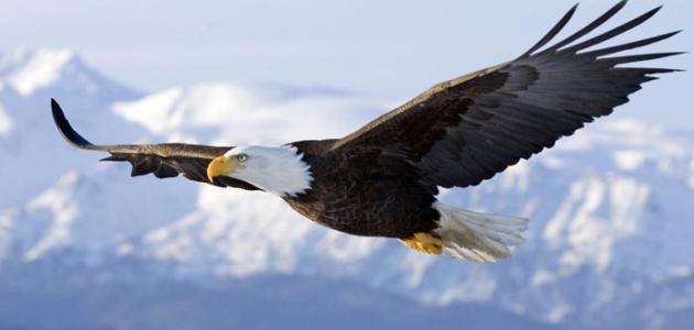 معلومات عن النسر صورة مقال معلومات عن النسر