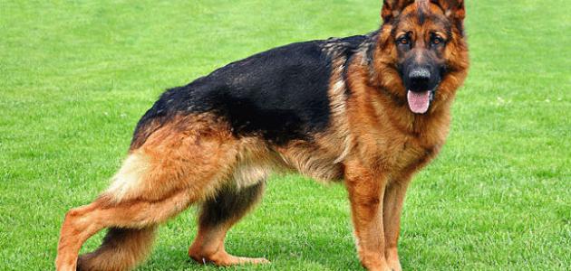 أفضل كلاب العالم صورة مقال أفضل كلاب العالم