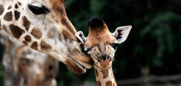 عجائب المخلوقات صورة مقال عجائب المخلوقات