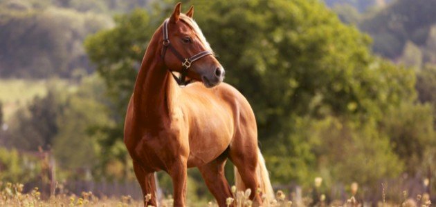 معلومات عن الحصان صورة مقال معلومات عن الحصان