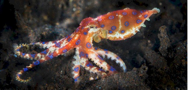 معلومات عن الأخطبوط صورة مقال معلومات عن الأخطبوط