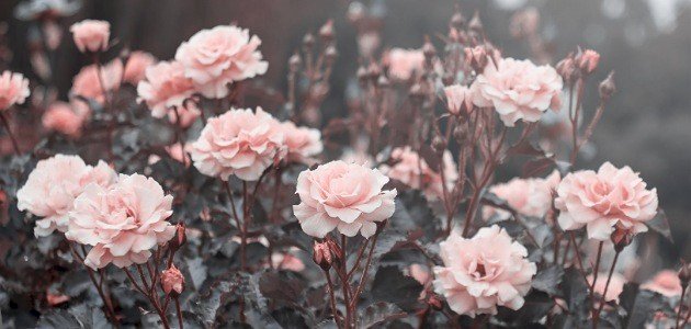 كلمات عن الورود صورة مقال كلمات عن الورود