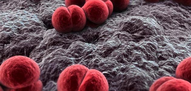 إلتهاب السحايا البكتيري صورة مقال إلتهاب السحايا البكتيري