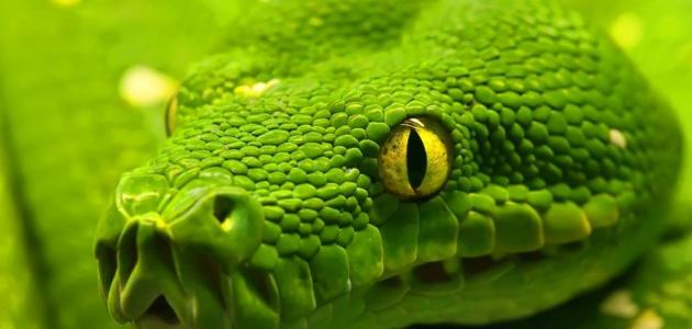 ما هي حاسة الشم عند الثعبان صورة مقال ما هي حاسة الشم عند الثعبان