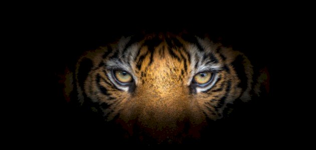 خصائص الحيوانات صورة مقال خصائص الحيوانات