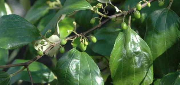 فوائد ورق السدر صورة مقال فوائد ورق السدر