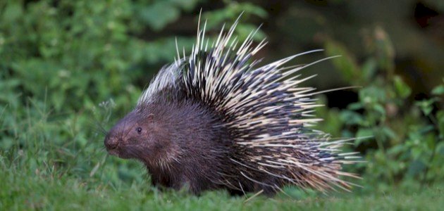 حيوان النيص صورة مقال حيوان النيص