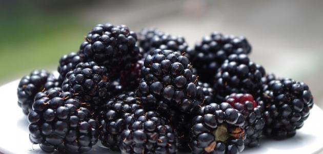 فوائد التوت الأسود صورة مقال فوائد التوت الأسود