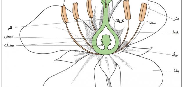 مكونات الزهرة صورة مقال مكونات الزهرة