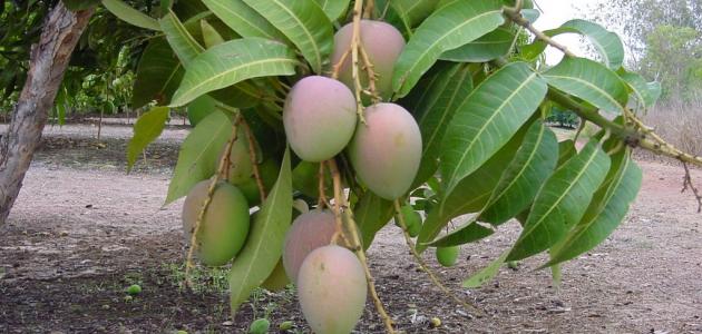 طريقة زراعة المانجو صورة مقال طريقة زراعة المانجو