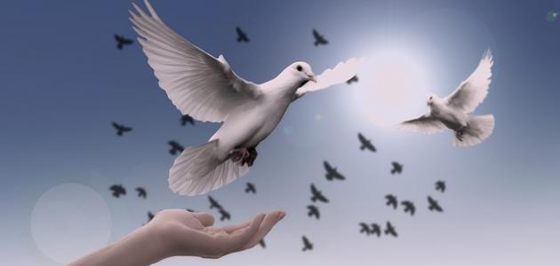 مقالة عن الحرية صورة مقال مقالة عن الحرية