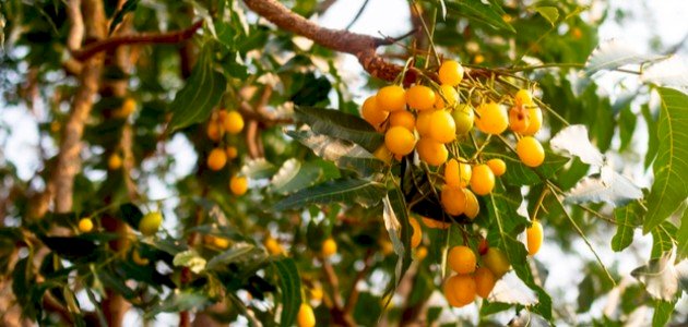 شجرة النيم وفوائدها صورة مقال شجرة النيم وفوائدها