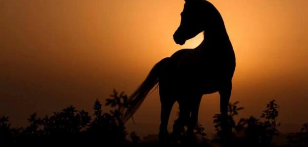 يزيد بن أبي سفيان صورة مقال يزيد بن أبي سفيان