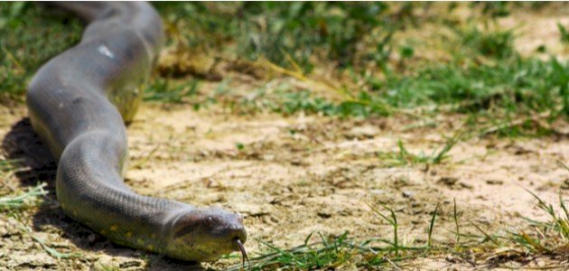 أكبر ثعبان في العالم صورة مقال أكبر ثعبان في العالم