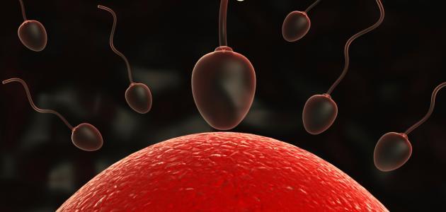 تشخيص عقم الرجال بواسطة الإبر وبدون عمليات جراحية صورة مقال تشخيص عقم الرجال بواسطة الإبر وبدون عمليات جراحية