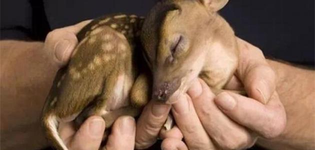 صغير الغزال صورة مقال صغير الغزال