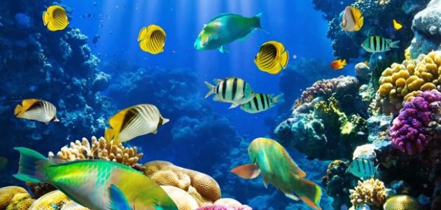 أنواع الأسماك وأهم الاختلافات بينها صورة مقال أنواع الأسماك وأهم الاختلافات بينها