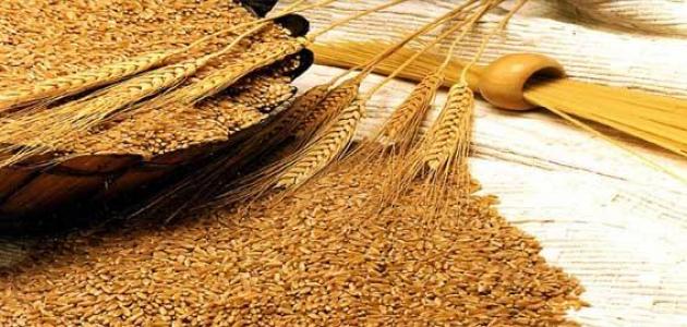 فوائد نخالة القمح صورة مقال فوائد نخالة القمح