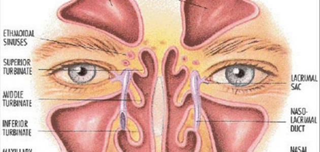 كم عدد الجيوب الأنفية صورة مقال كم عدد الجيوب الأنفية