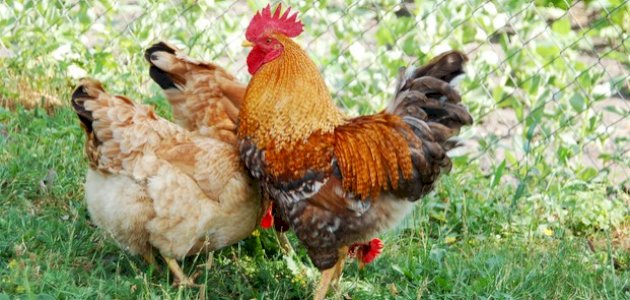 كم سنة تعيش الدجاجة صورة مقال كم سنة تعيش الدجاجة