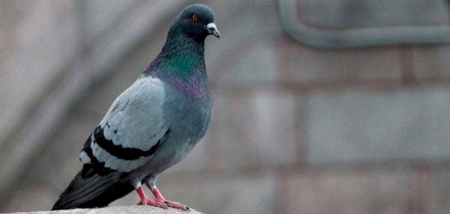 صوت الحمامة صورة مقال صوت الحمامة