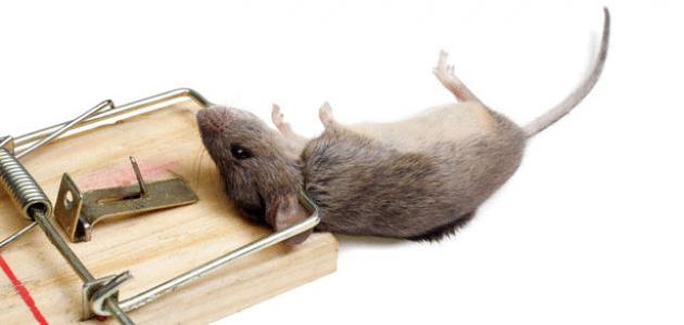 صيد الفئران صورة مقال صيد الفئران