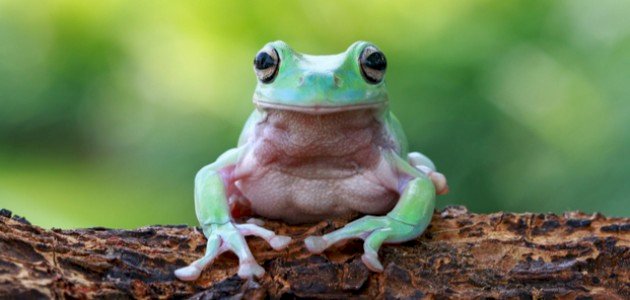 مراحل التحول لدى الضفدع صورة مقال مراحل التحول لدى الضفدع