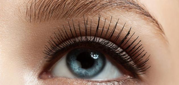 تطويل الرموش بزيت الزيتون صورة مقال تطويل الرموش بزيت الزيتون