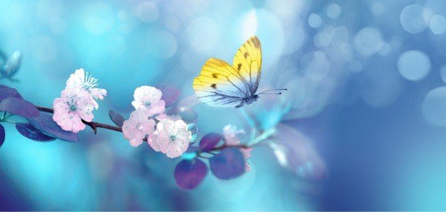 معلومات عن الفراش صورة مقال معلومات عن الفراش