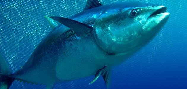 صيد التونة صورة مقال صيد التونة