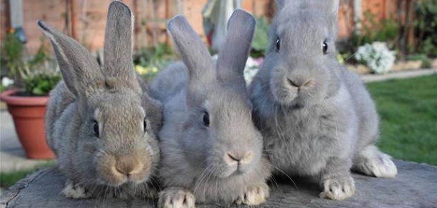 كيف أعرف أن الأرنب ذكر أم أنثى صورة مقال كيف أعرف أن الأرنب ذكر أم أنثى