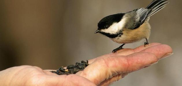 أقوال عن فعل الخير صورة مقال أقوال عن فعل الخير