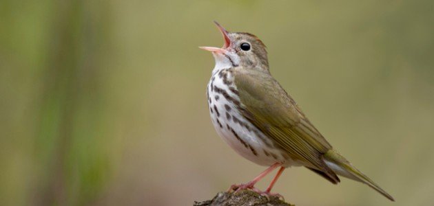 أصوات الطيور صورة مقال أصوات الطيور