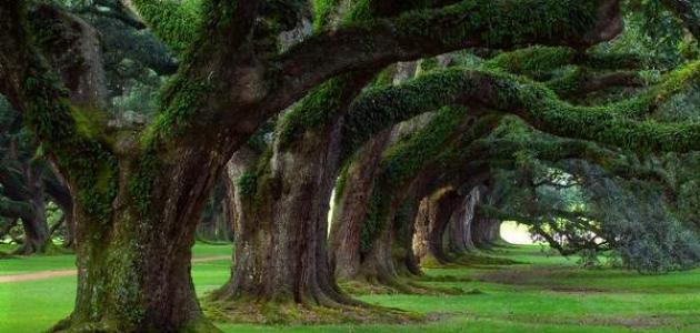 بحث عن الطبيعة صورة مقال بحث عن الطبيعة