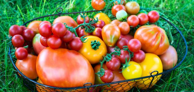 فوائد الطماطم صورة مقال فوائد الطماطم